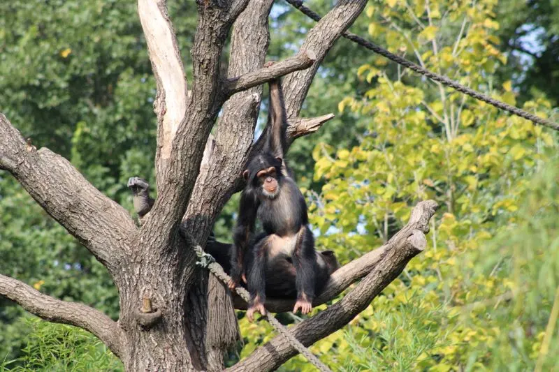 Rayong Zoo, Thailand
