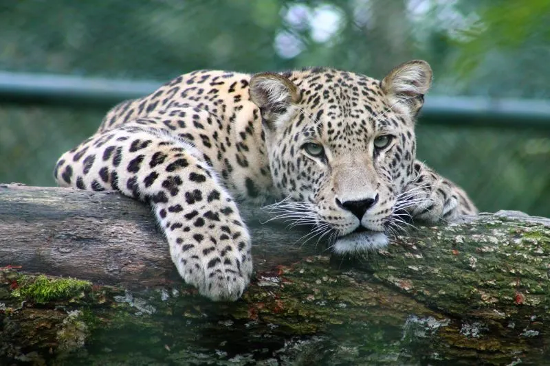 Sajjangarh Wildlife Sanctuary Udaipur, India