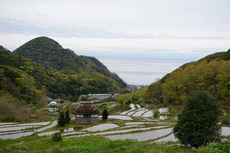 Shizuoka Tea Plantations Shizuoka, Japan