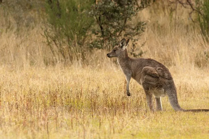 Tidbinbilla Nature Reserve Canberra, Australia