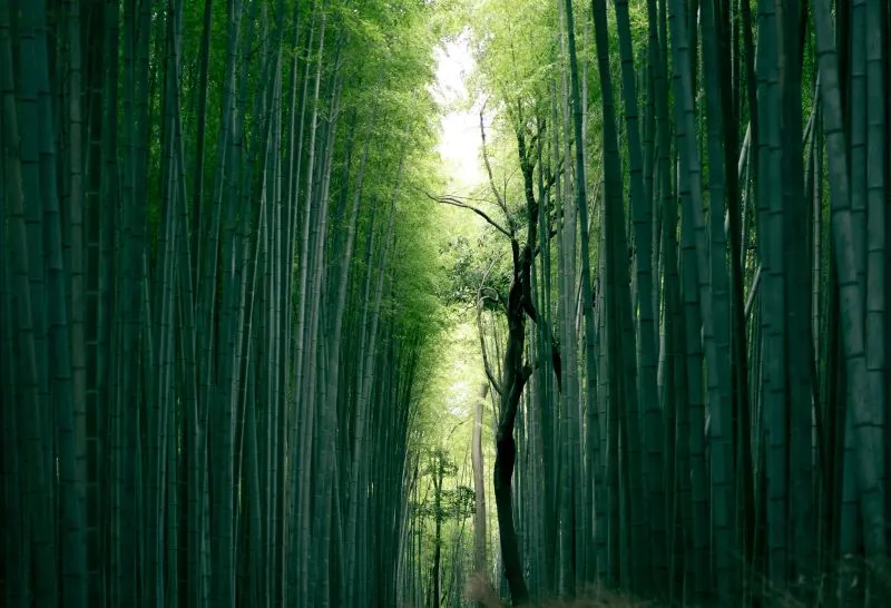 Todoroki Ryokuchi Greenspace Kawasaki, Japan