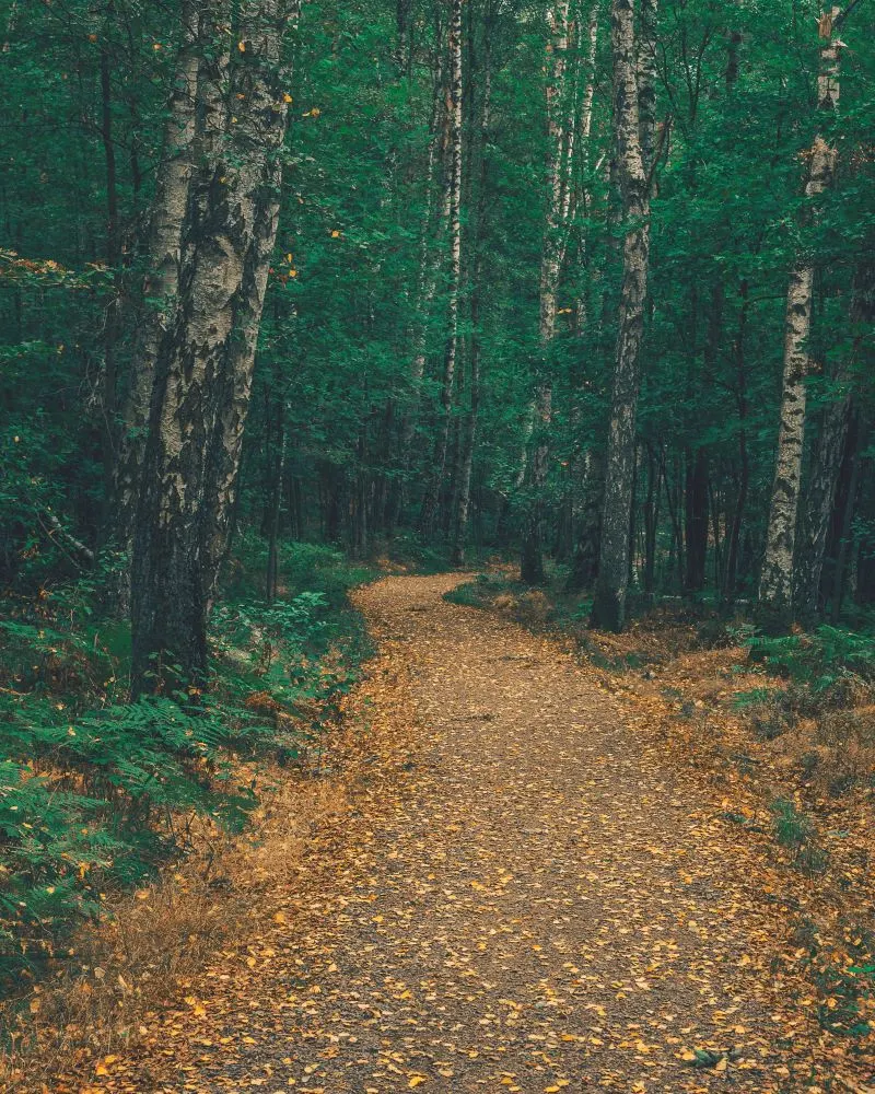 Tr&auml;dg&aring;rdsf&ouml;reningen Gothenberg, Sweden