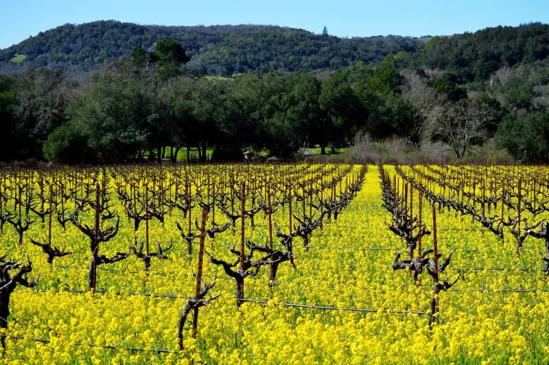 Txakoli Wineries Vitoria Gesteiz, Spain