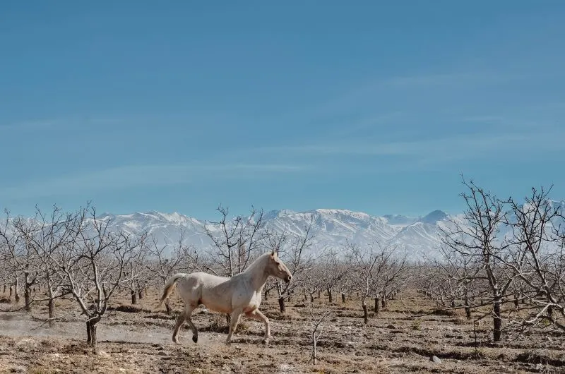 Uco Valley Mendoza, Argentina