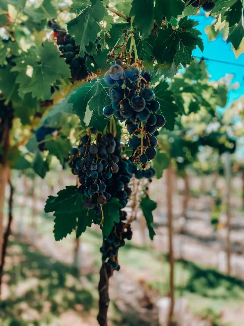 Vines of Mendoza, Argentina