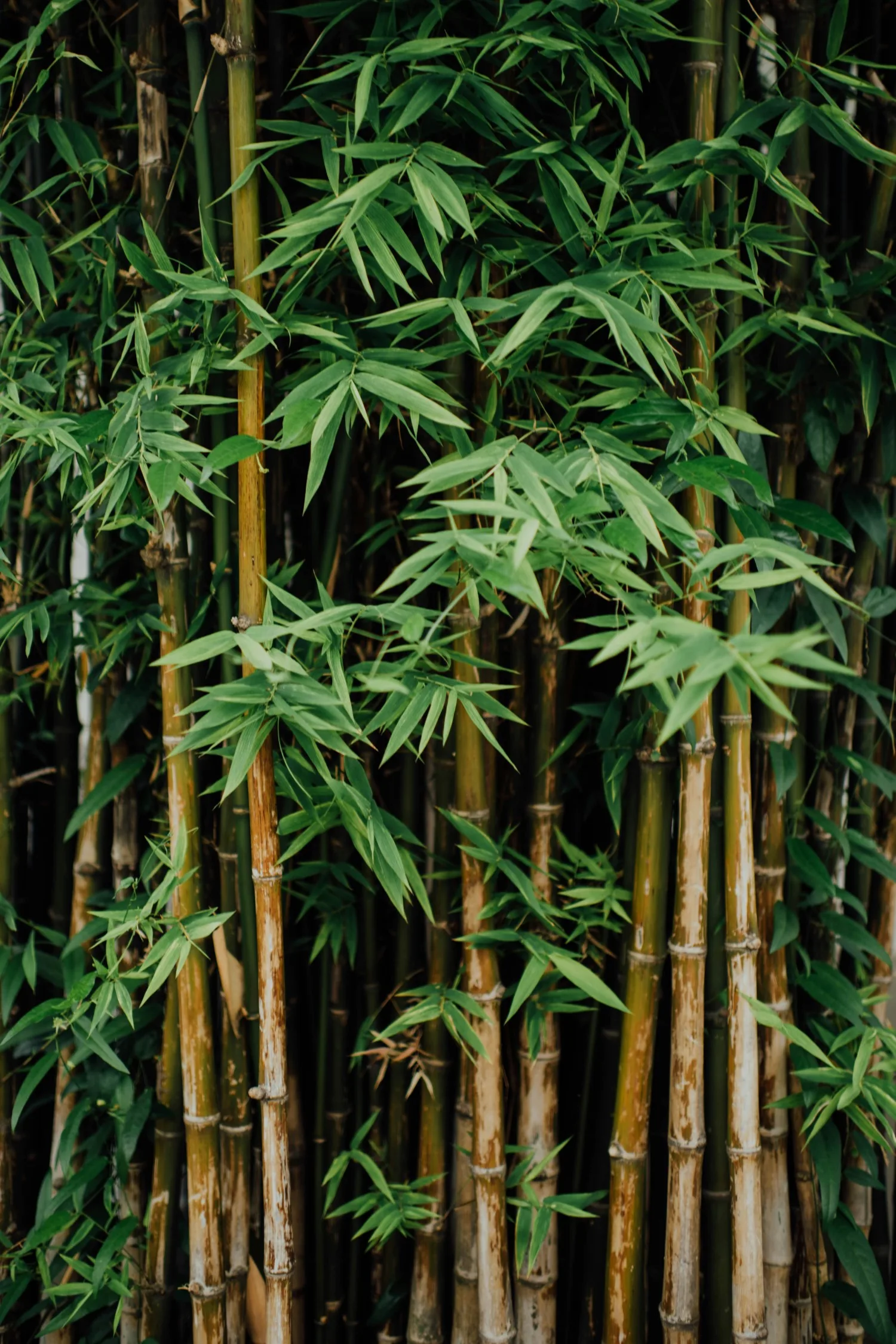 Changsha Bamboo Slips Museum green leaves