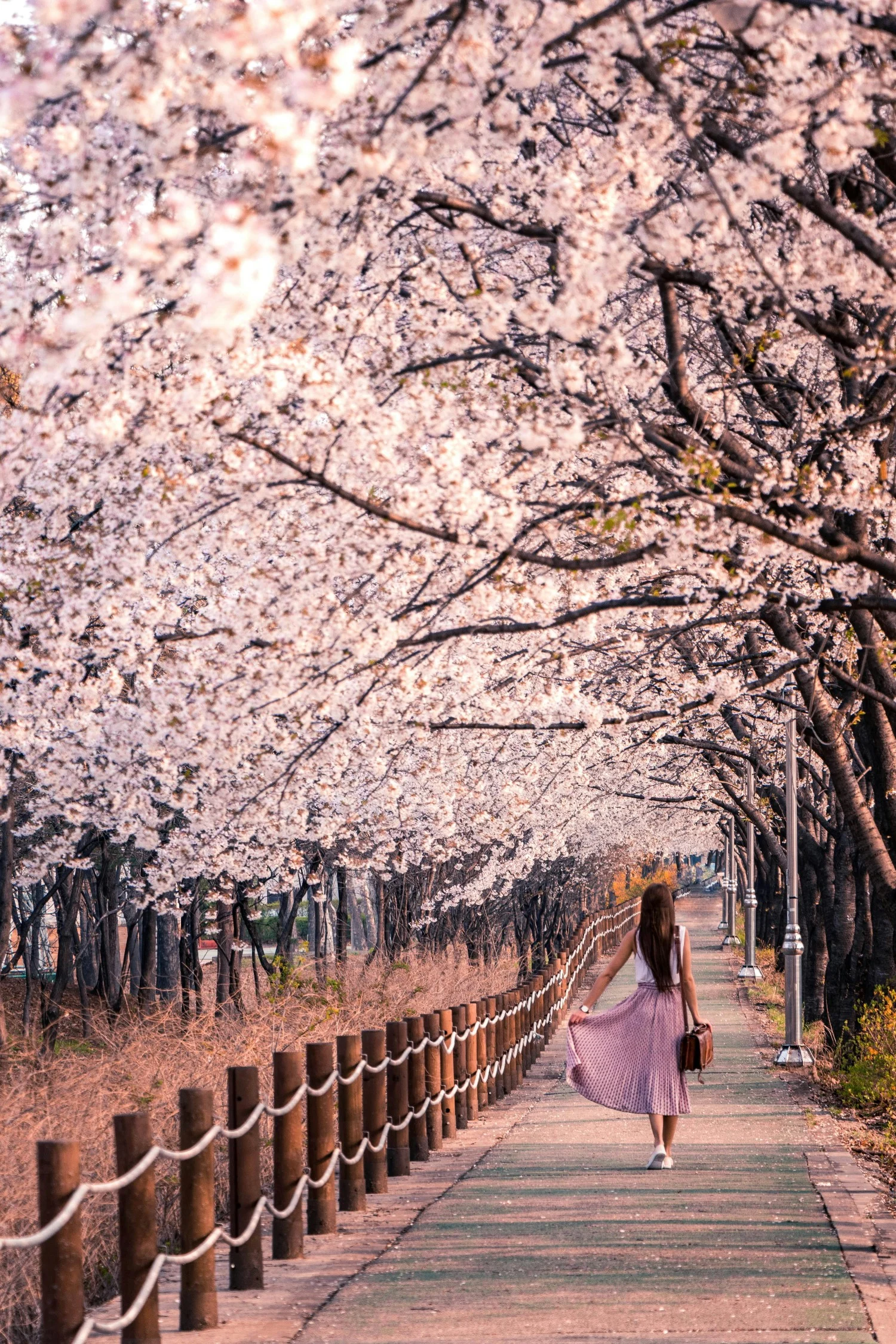 China Jinan Heihu Spring Park pink trees