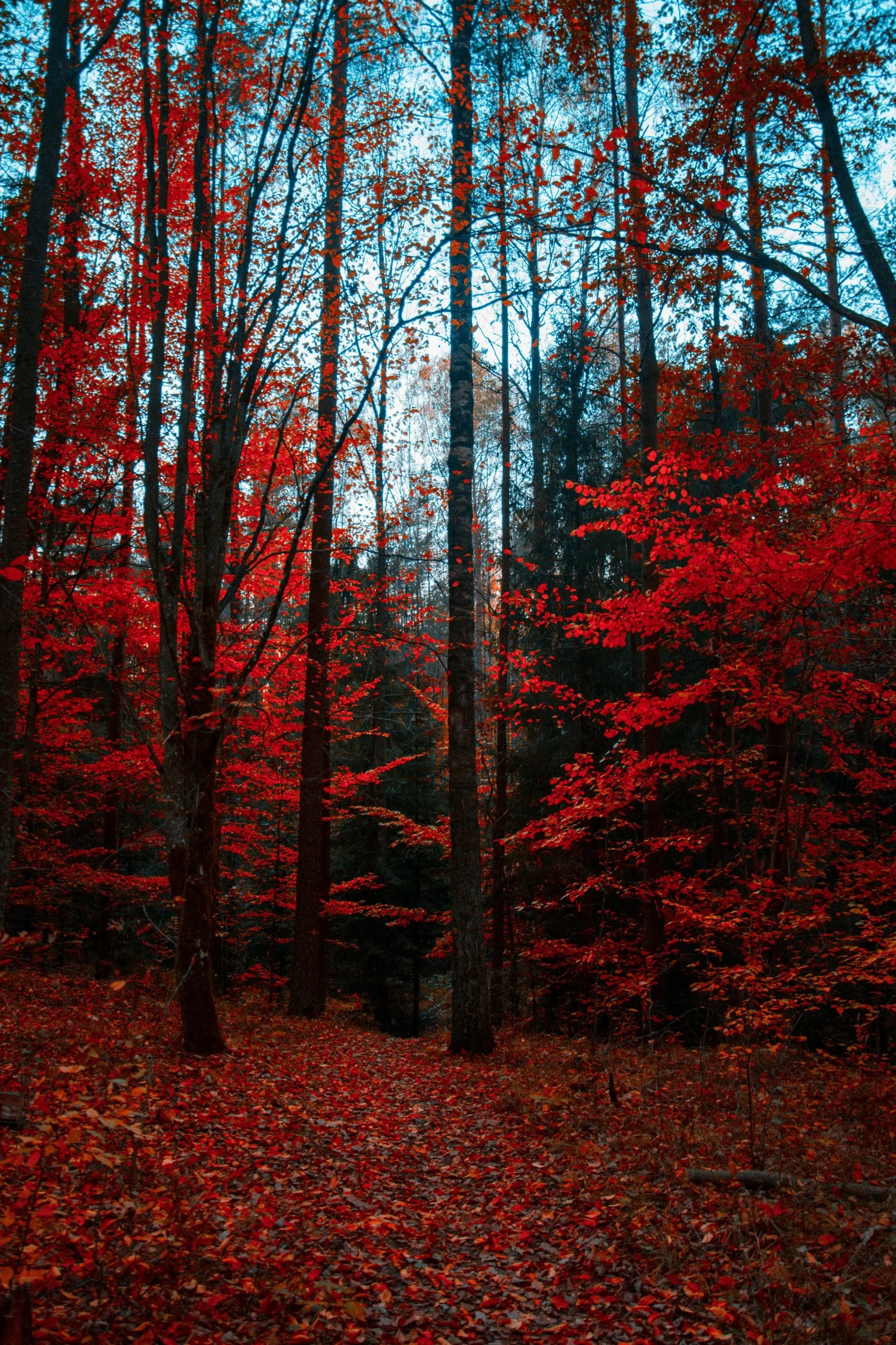 China Jinan Red Leaves Valley red leafes