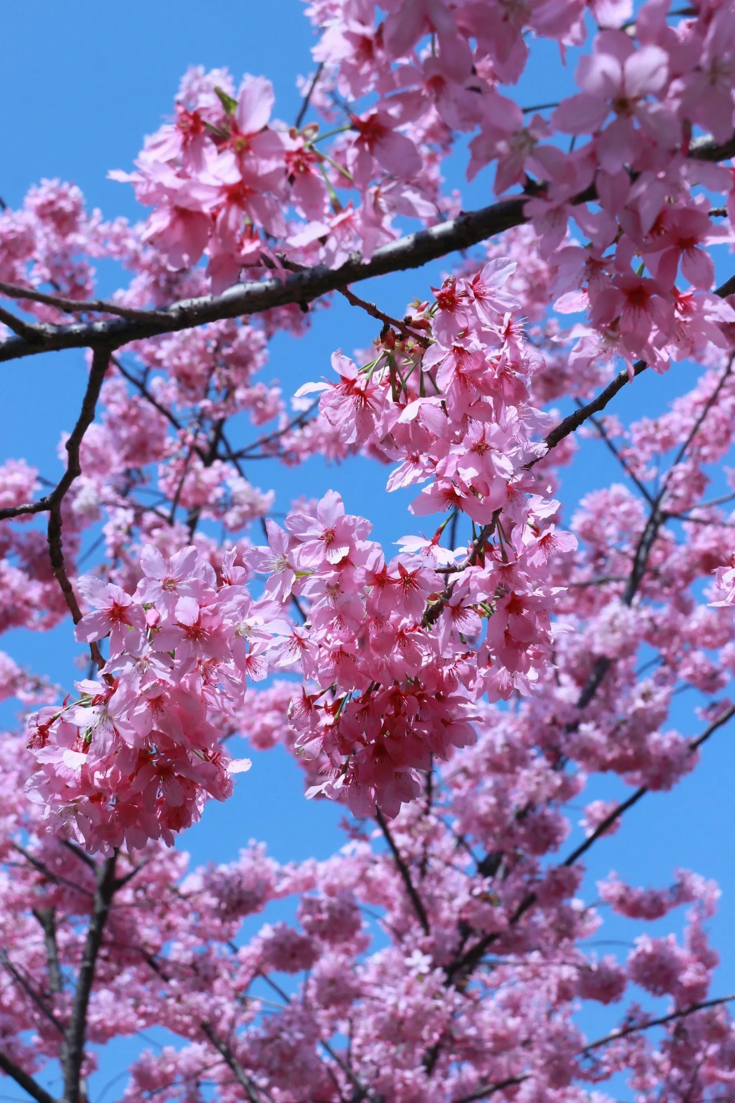 China Jinan The Pearl Spring pink trees