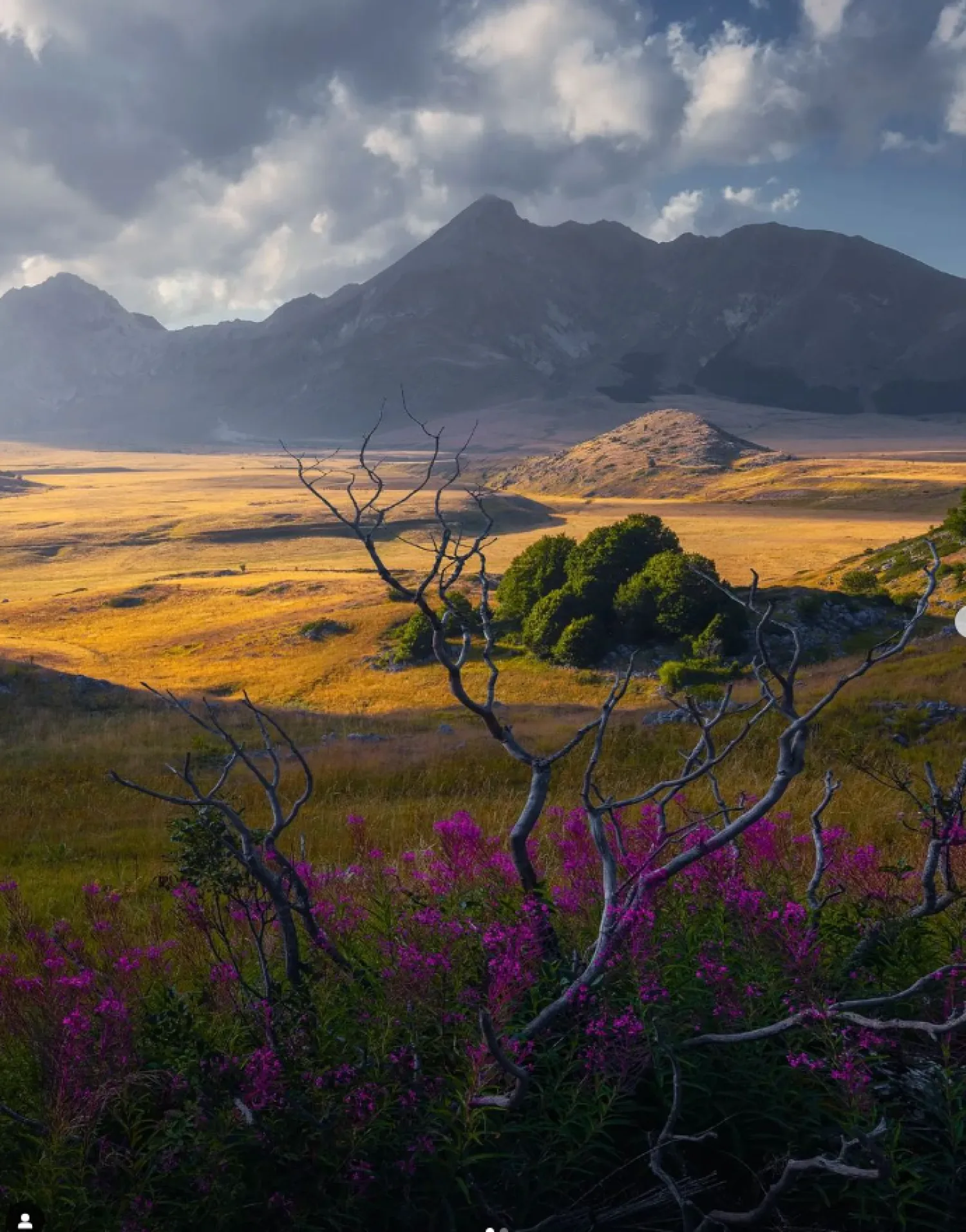 Italy Gran Sasso e Monti della Laga National Park red flowers