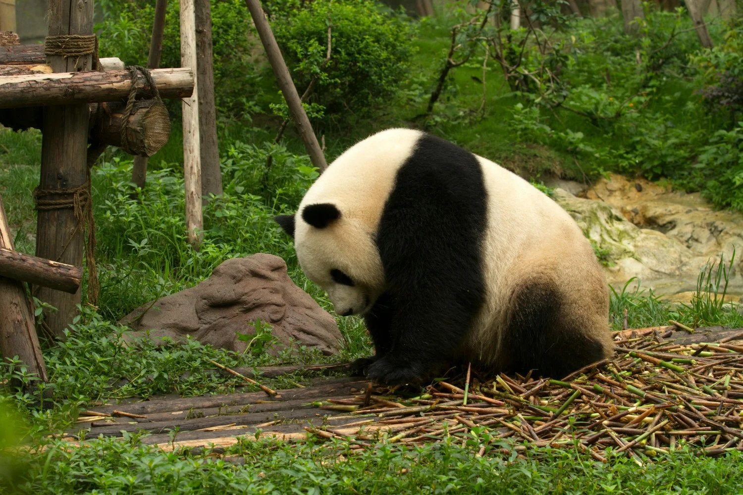 Jinan, China Jinan Zoo panda