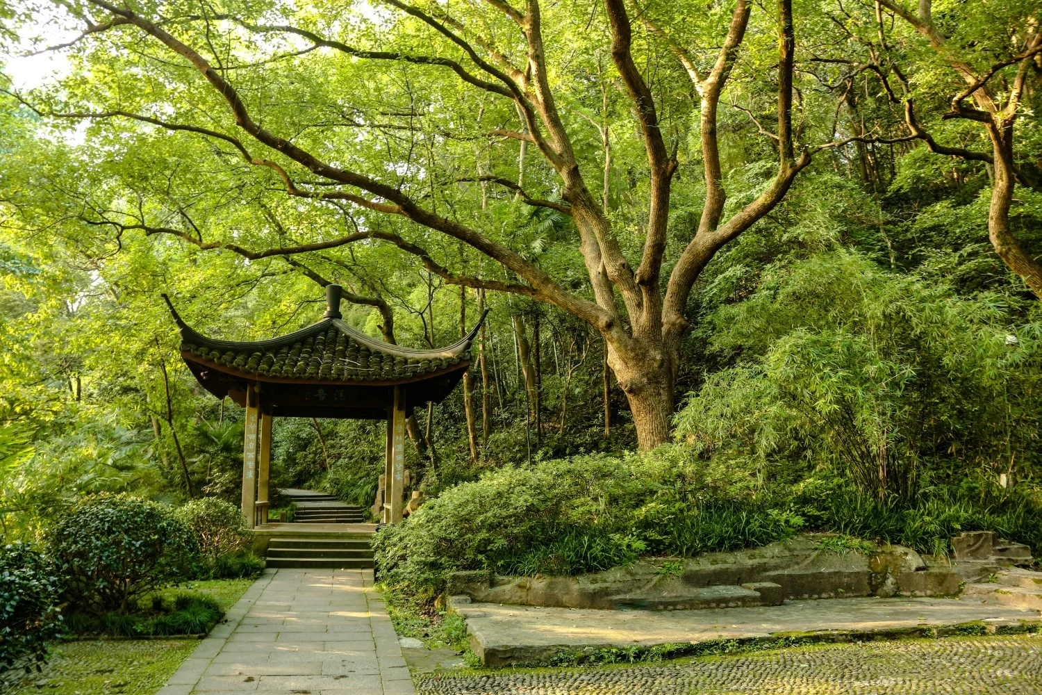 Jinan, China Wulongtan Park Leafed Tree