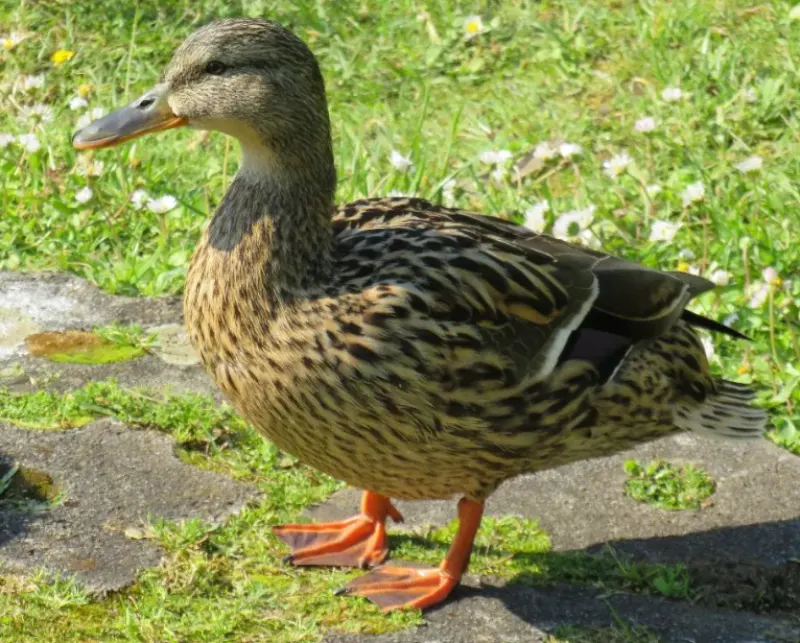 Saarbr&uuml;cken B&uuml;rgerpark germany duck walking in the park