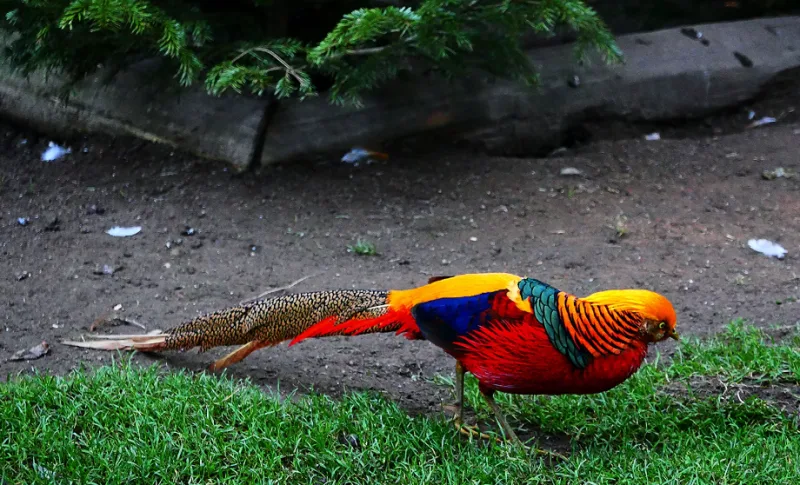 Saarbr&uuml;cken Zoo germany colorful bird