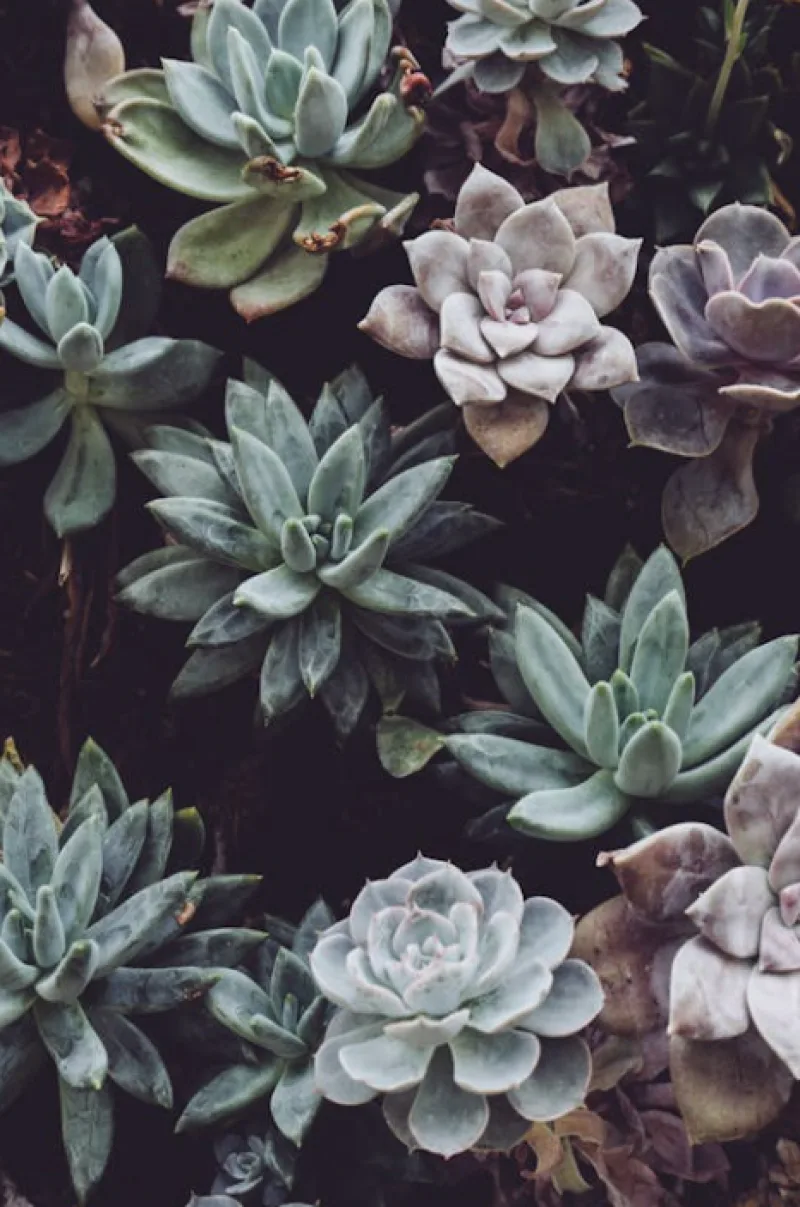 Saarland University Botanical Garden succulents plants